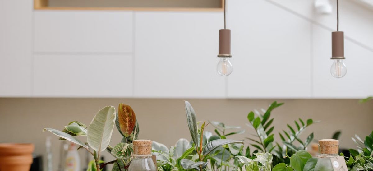 A variety of houseplants in clay pots with terrariums, set in a modern kitchen.
