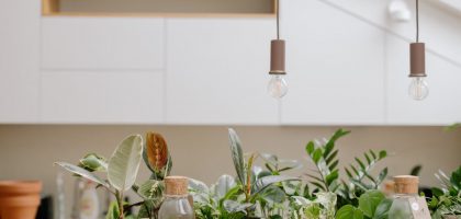 A variety of houseplants in clay pots with terrariums, set in a modern kitchen.