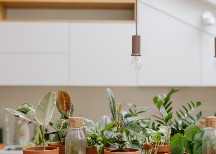 A variety of houseplants in clay pots with terrariums, set in a modern kitchen.